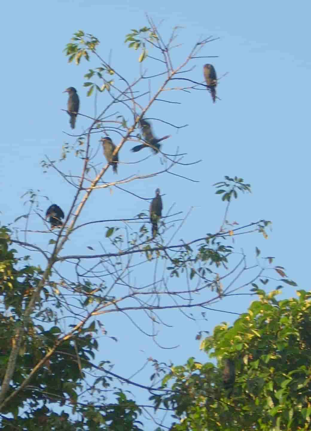 Kumarakom Bird Sanctuary