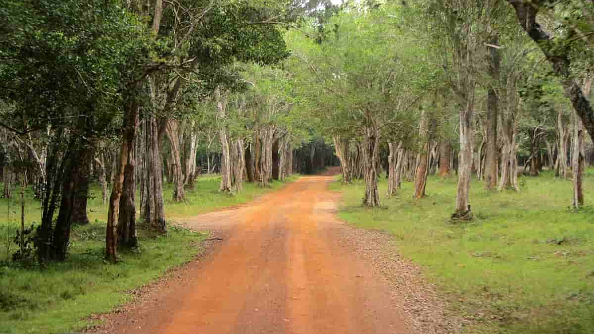 Wilpattu National Park