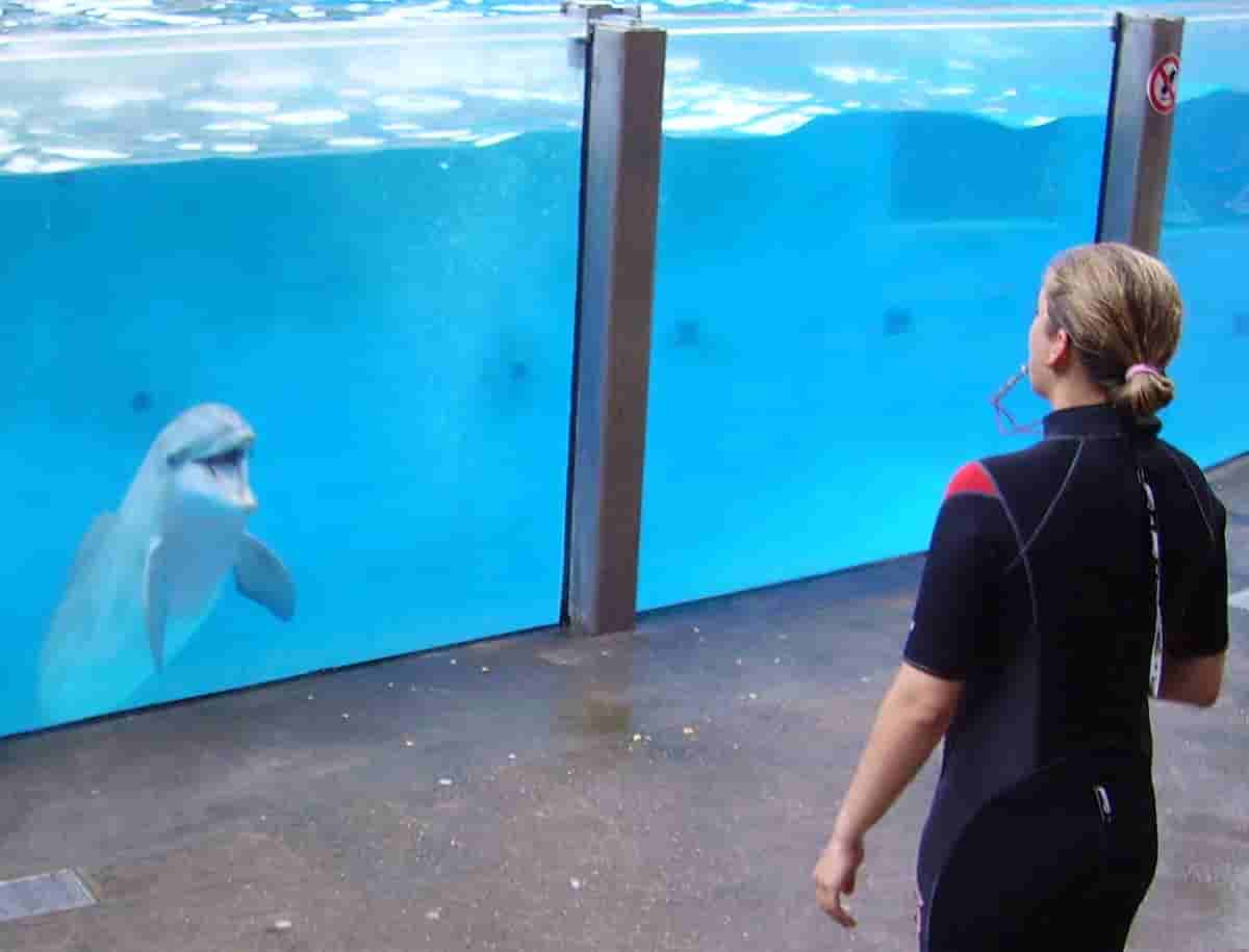 Dolphinarium