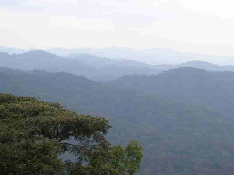 Bwindi Impenetrable Forest